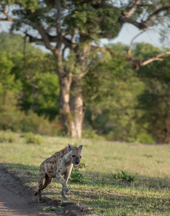 Mike Palmer Hyena Bolting Mike Palmer Hyena Bolting