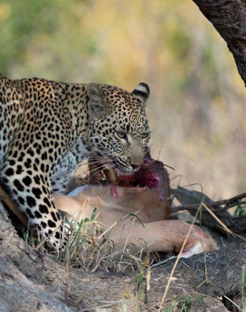 07Grant Rodewijk Little Bush Female And Cub 1 07Grant Rodewijk Little Bush Female And Cub 1