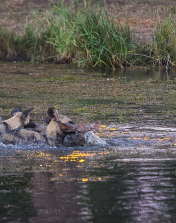 06Kosie Lategan Wild Dog Blog 5 06Kosie Lategan Wild Dog Blog 5