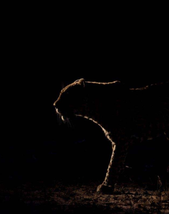 22Pravir Patel Leopard03 040116