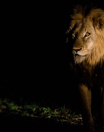 02Terry Ennever Lion01