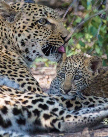 37Greg Heasman Female Leopard Cub Little Bush Female 31 03 18 8 Final 37Greg Heasman Female Leopard Cub Little Bush Female 31 03 18 8 Final
