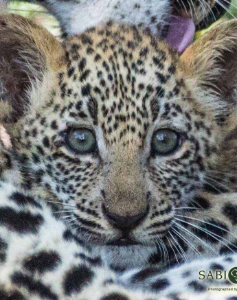 31Greg Heasman Female Leopard Cub Little Bush Female 31 03 18 1 Final 31Greg Heasman Female Leopard Cub Little Bush Female 31 03 18 1 Final