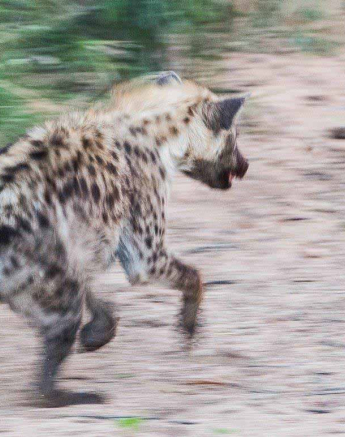 40Terry Ennever Wild Dog 2018419 2 Final 40Terry Ennever Wild Dog 2018419 2 Final