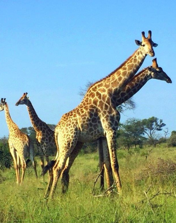 02Stefan Schoeman Giraffe May Final 02Stefan Schoeman Giraffe May Final