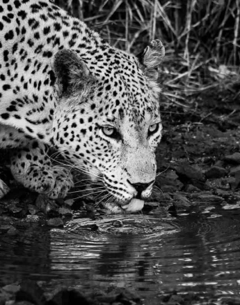 31 Kerry Lee Roberg MaxabeniBW1 Final