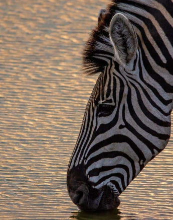 16Kerry Lee Roberg Zebra Sunrise Final