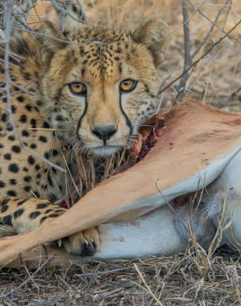 01Kevan Dobbie Cheetah 021118 Final 01Kevan Dobbie Cheetah 021118 Final