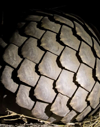 10Kyle 23 July Pangolin 21 Final 10Kyle 23 July Pangolin 21 Final
