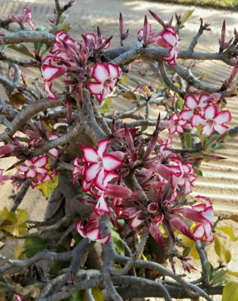 07Marcus Hack Impala Lily Final