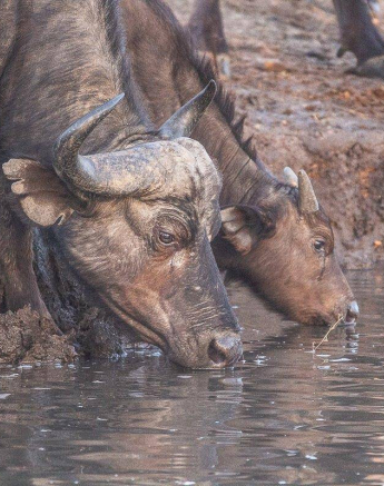 06Frederik Aucamp Cape Buffalo 10 07 2019 1 Final