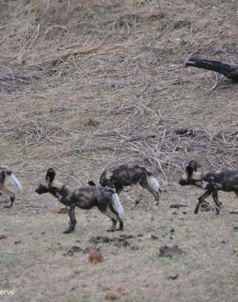 25Ronald Mutero Wild Dog 22102019 5 Final