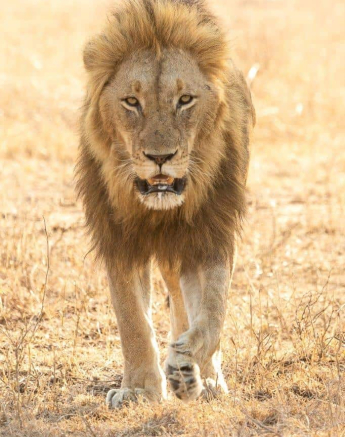 32Kevin Van Der Linde Othowa 20102019 4 Final