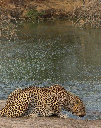 10andries Ndlovu 311019 Leopard 3 Final 10andries Ndlovu 311019 Leopard 3 Final