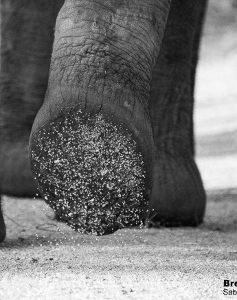 31Brett Heasman Elephant Foot 15042020 Final