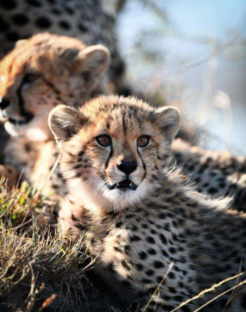 51Ally Ross 20200714 Cheetah Cubs 04 Portrait Final 51Ally Ross 20200714 Cheetah Cubs 04 Portrait Final