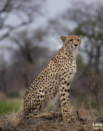 07Louise Murray Cheetah 02092020 Final 07Louise Murray Cheetah 02092020 Final