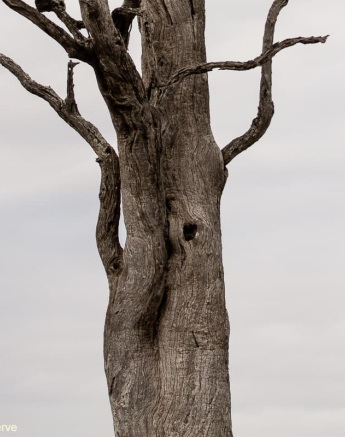 09Amy Leigh Dead Tree Cavity Final 09Amy Leigh Dead Tree Cavity Final