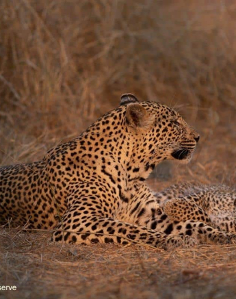 13Tyron Van Der Walt Scotia Aqnd Cub 21092019 3 Final