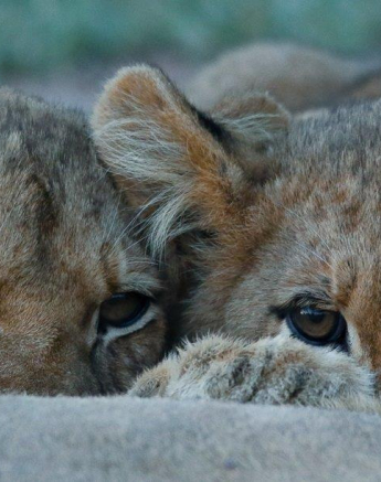 25Ally Ross 20210314 SP Cubs 04 Final