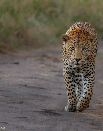 04Amy Leigh Leopard White Dam 120521 Final