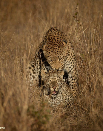 27Tyron Van Der Walt Mating Leopards 260721 1 Final 27Tyron Van Der Walt Mating Leopards 260721 1 Final