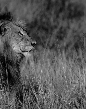 17Kevan Dobbie Tsalala Male 0308.1 Final 17Kevan Dobbie Tsalala Male 0308.1 Final