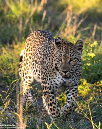 A30Jamiel Ntsumi 01.12 Final