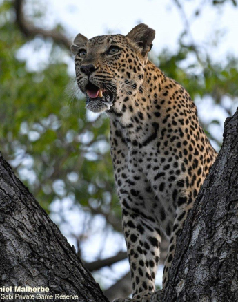 A31Jamiel Ntsumi2 01 Final