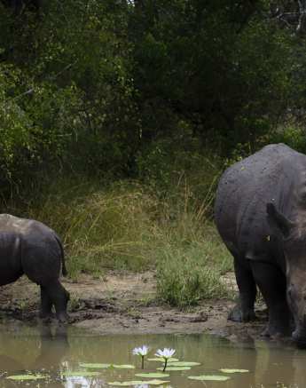 Rhino And Calf Rhino And Calf