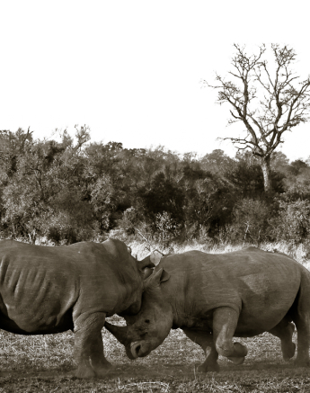 BW Rhino Joust 1 BW Rhino Joust 1
