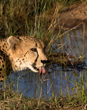 Cheetah Drinking