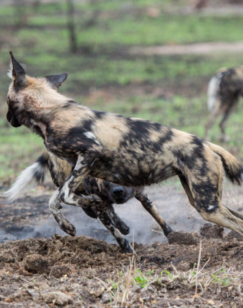 Mike Palmer Wild Dogs 1