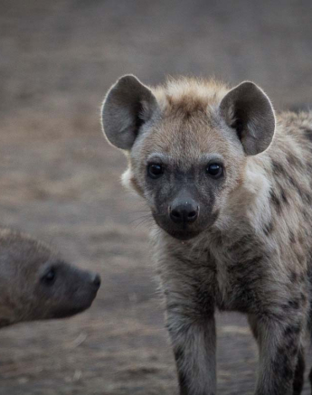 02Kosie Lategan Hyena4 1
