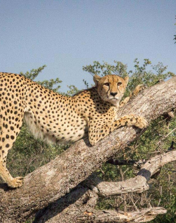 17Dylan Leo Smith Cheetah 17Dylan Leo Smith Cheetah