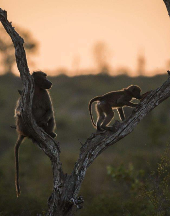 03Sheldon Hooper Baboon 2 03Sheldon Hooper Baboon 2