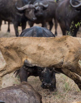 11Terry Ennever Lion Buffalo 10 Final 11Terry Ennever Lion Buffalo 10 Final