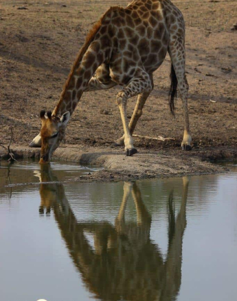 38Louise Murray Giraffe Reflection 10112018 Final