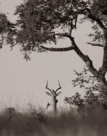 26Kevan Dobbie Impala 260319 Final 26Kevan Dobbie Impala 260319 Final