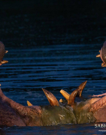 37Louise Murray Hippo 12042019 Final