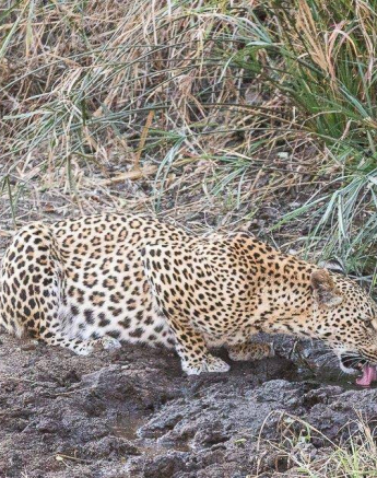 08Frederik Aucamp Kagilia Female Leopard 01 07 2019 1 Final 08Frederik Aucamp Kagilia Female Leopard 01 07 2019 1 Final