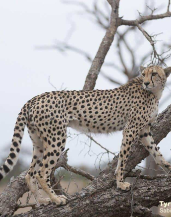 40Tyron Van Der Walt Female Cheetah 05112019 3 Final 40Tyron Van Der Walt Female Cheetah 05112019 3 Final