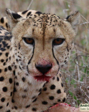 22andries Ndlovu Cheetah 191119 3 Final 22andries Ndlovu Cheetah 191119 3 Final