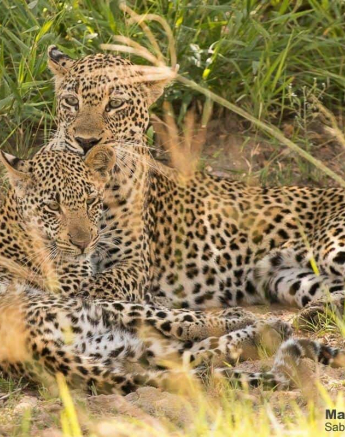 34Marco Vietti Scotia And Cub 150220 1 Final 34Marco Vietti Scotia And Cub 150220 1 Final