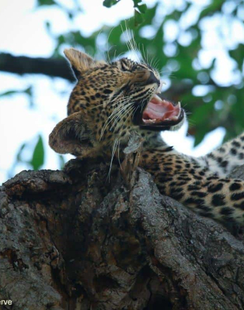 02Ally Ross 2020201 Ntsumi Cub 11 Final