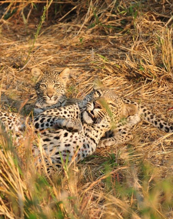 B03Guest Darryn Solomon Kigelia And Cub 1 270821 Final B03Guest Darryn Solomon Kigelia And Cub 1 270821 Final