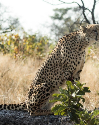 22Kevan Dobbie Cheetah 25.06.4 Final