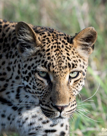 A19ronald Mutero Golonyi 29112022  2 Final