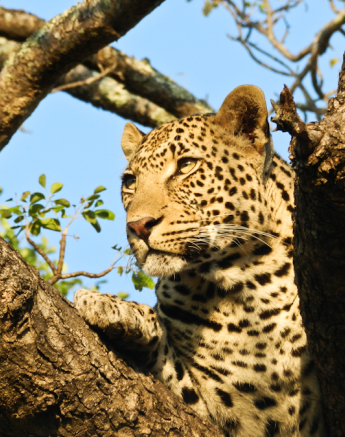Leopard1 Leopard1