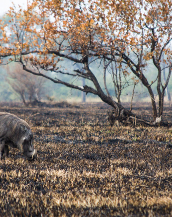 Warthog Wildebeest Warthog Wildebeest